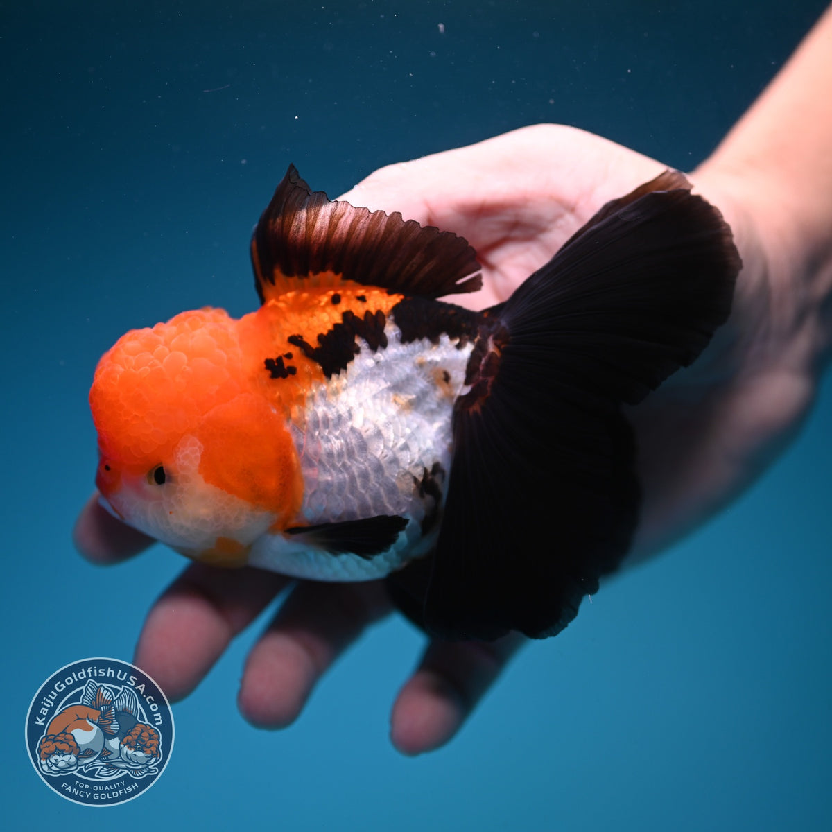 Tricolor Oranda 3.5 inch Body (261002_OR08)