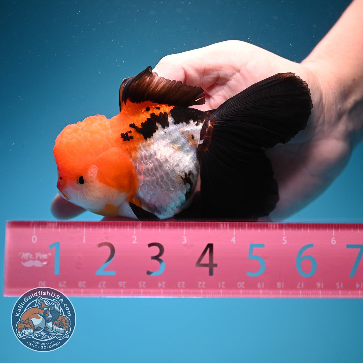 Tricolor Oranda 3.5 inch Body (261002_OR08)