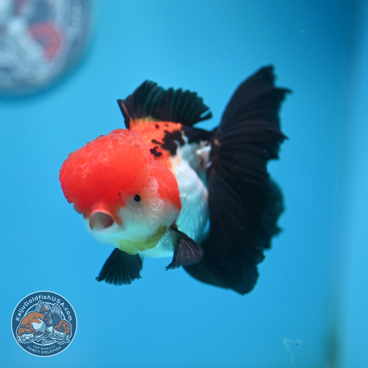 Tricolor Oranda 3.5 inch Body (261002_OR08)