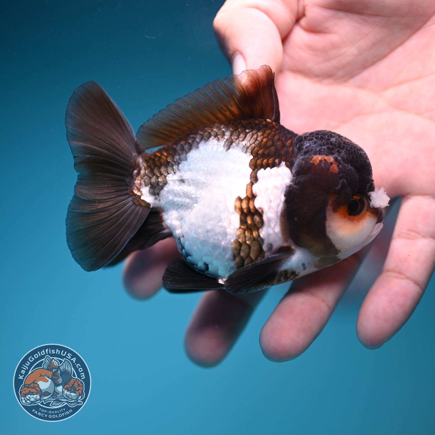 Tricolor PomPom Oranda 3.2 inch Body (260828_OR08)