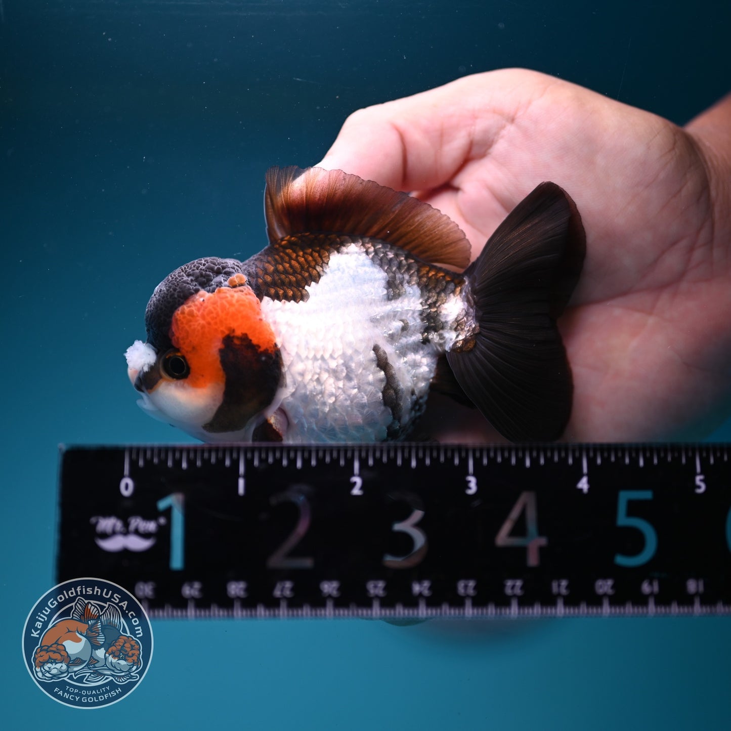 Tricolor PomPom Oranda 3.2 inch Body (260828_OR08)