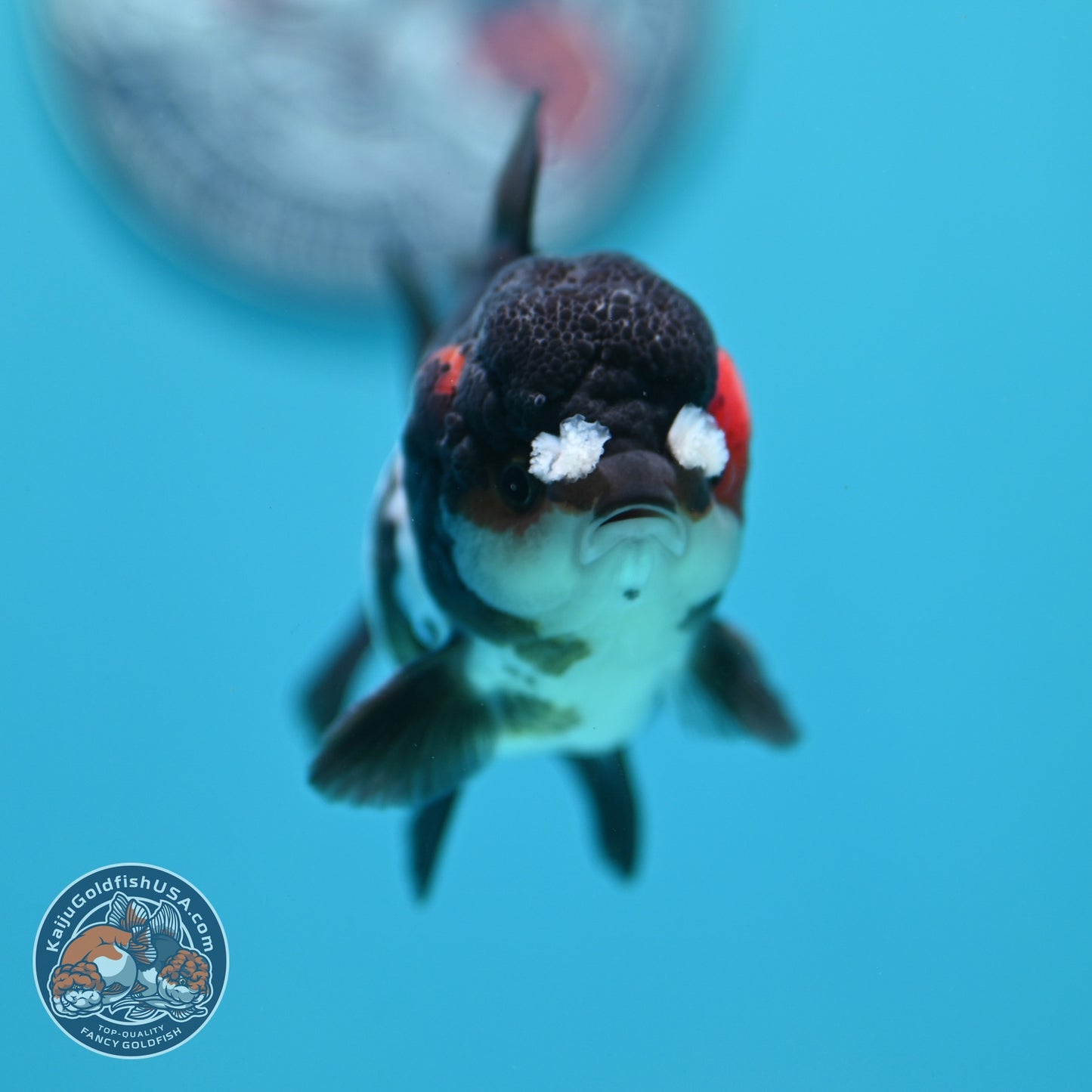 Tricolor PomPom Oranda 3.2 inch Body (260828_OR08)