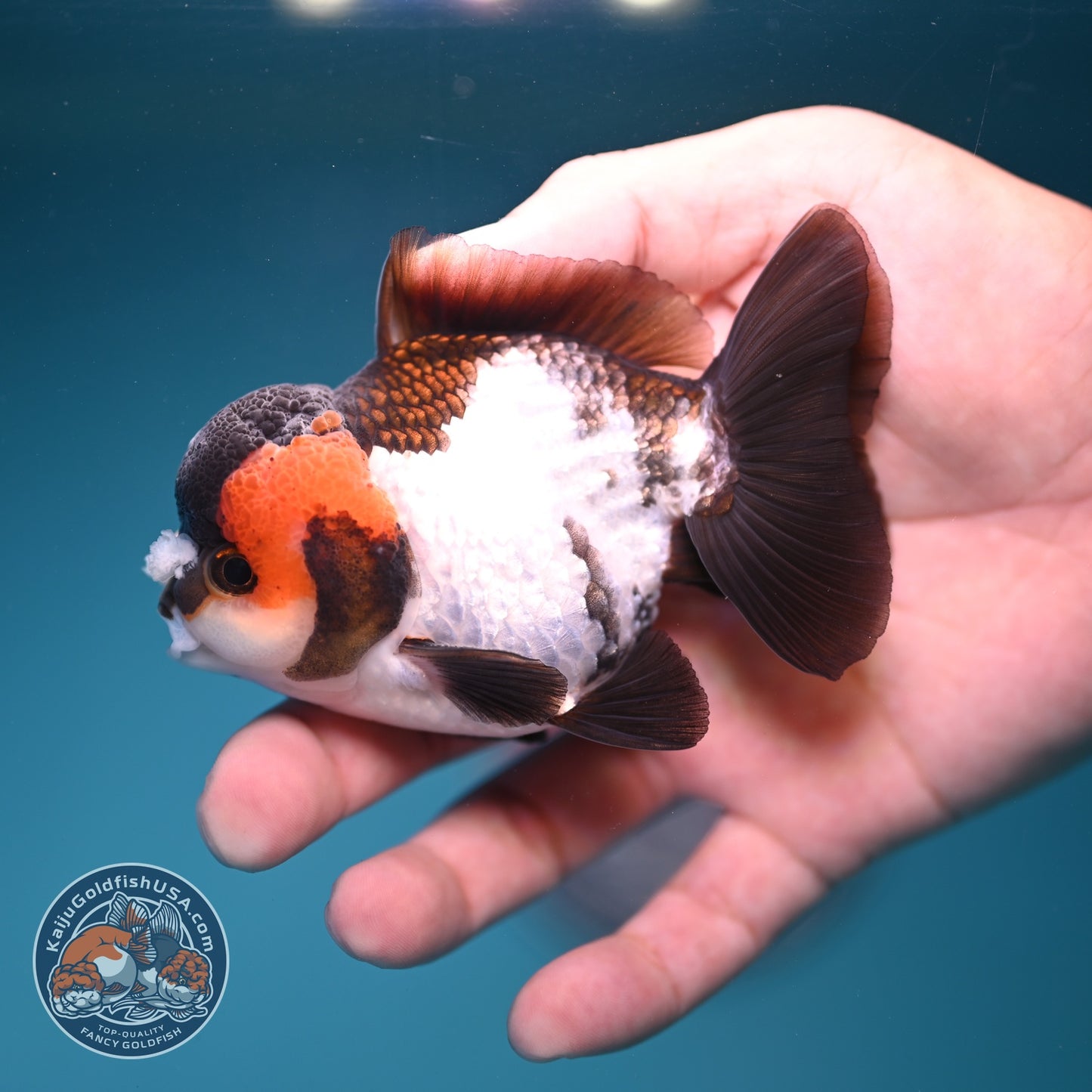 Tricolor PomPom Oranda 3.2 inch Body (260828_OR08)