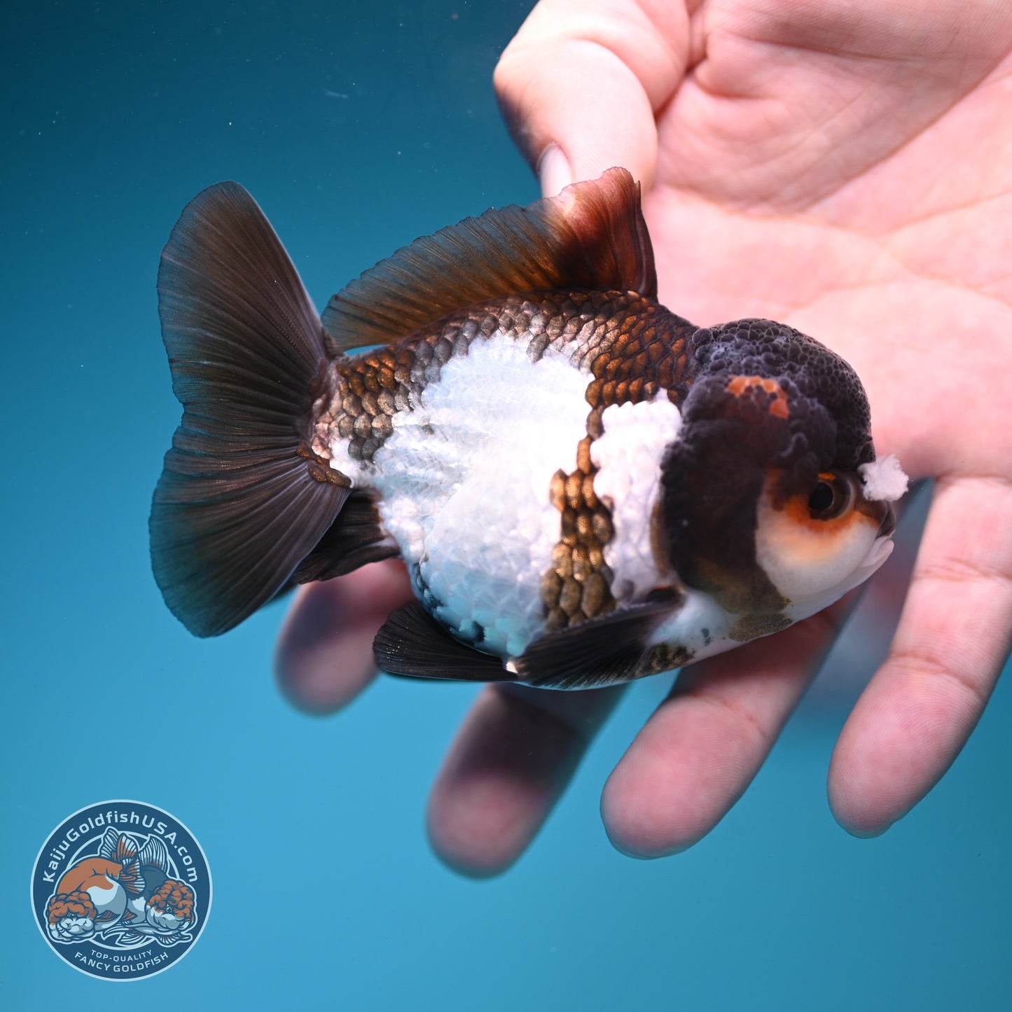 Tricolor PomPom Oranda 3.2 inch Body (260828_OR08)