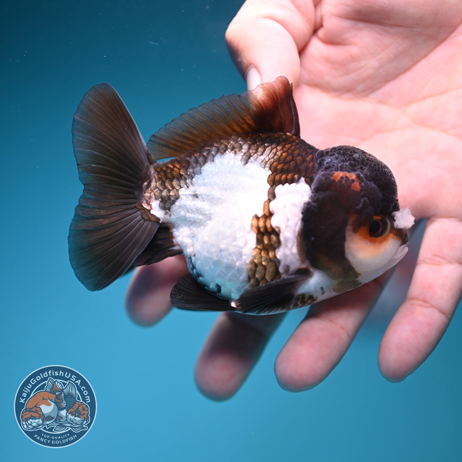 Tricolor PomPom Oranda 3.2 inch Body (260828_OR08)