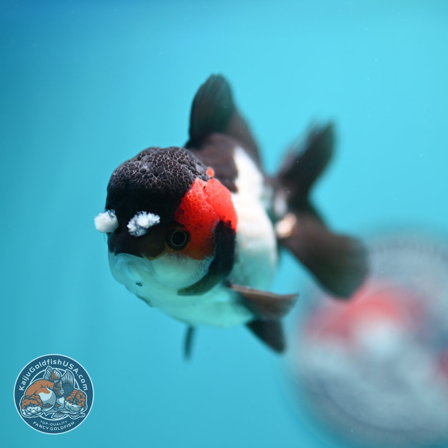Tricolor PomPom Oranda 3.2 inch Body (260828_OR08)