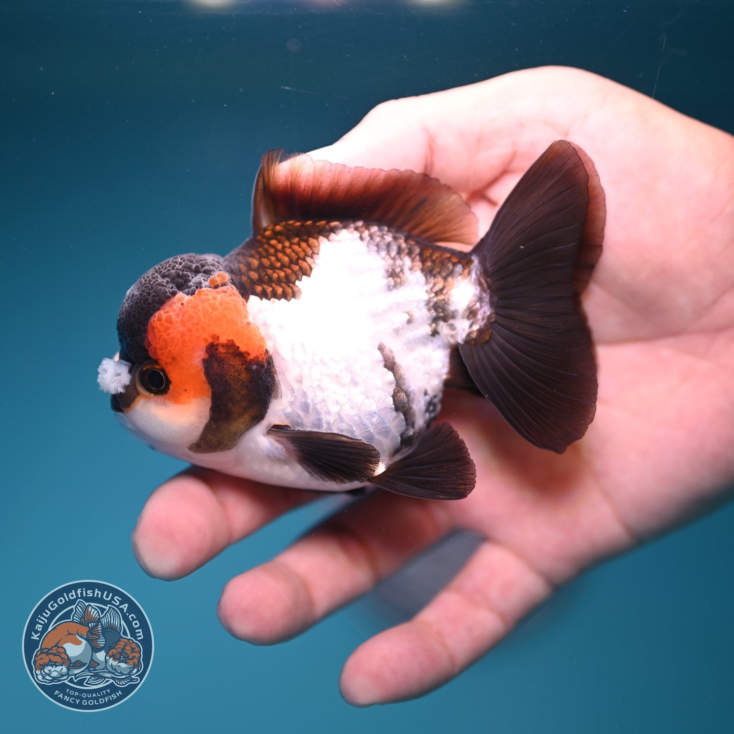 Tricolor PomPom Oranda 3.2 inch Body (260828_OR08)