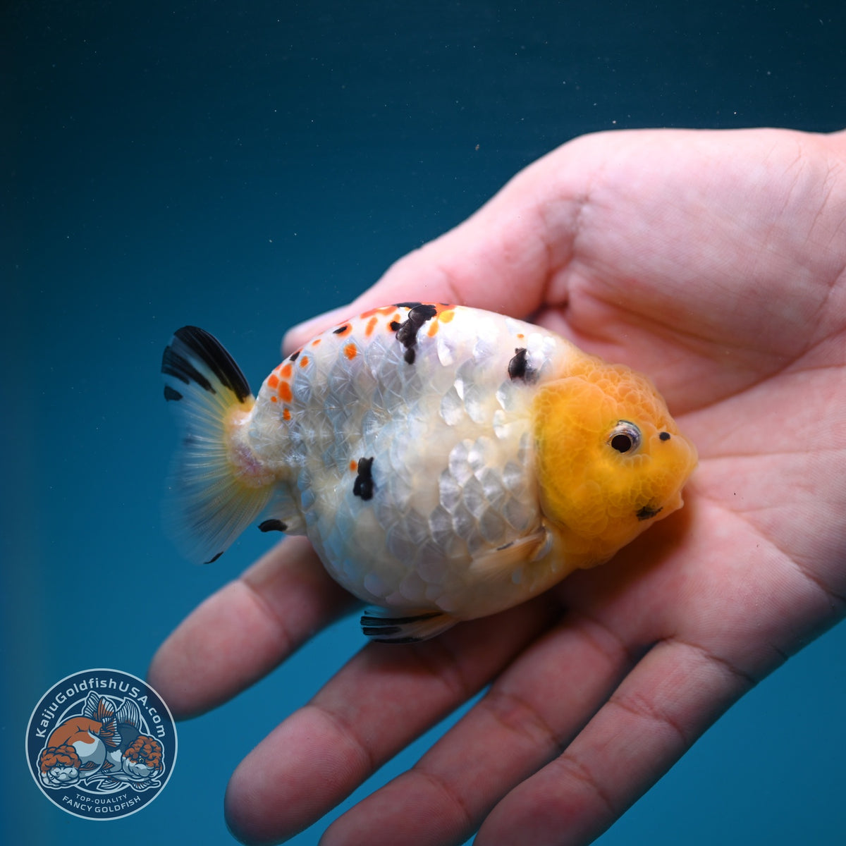 Tricolor Ranchu 3 inch Body (260904_RC04)