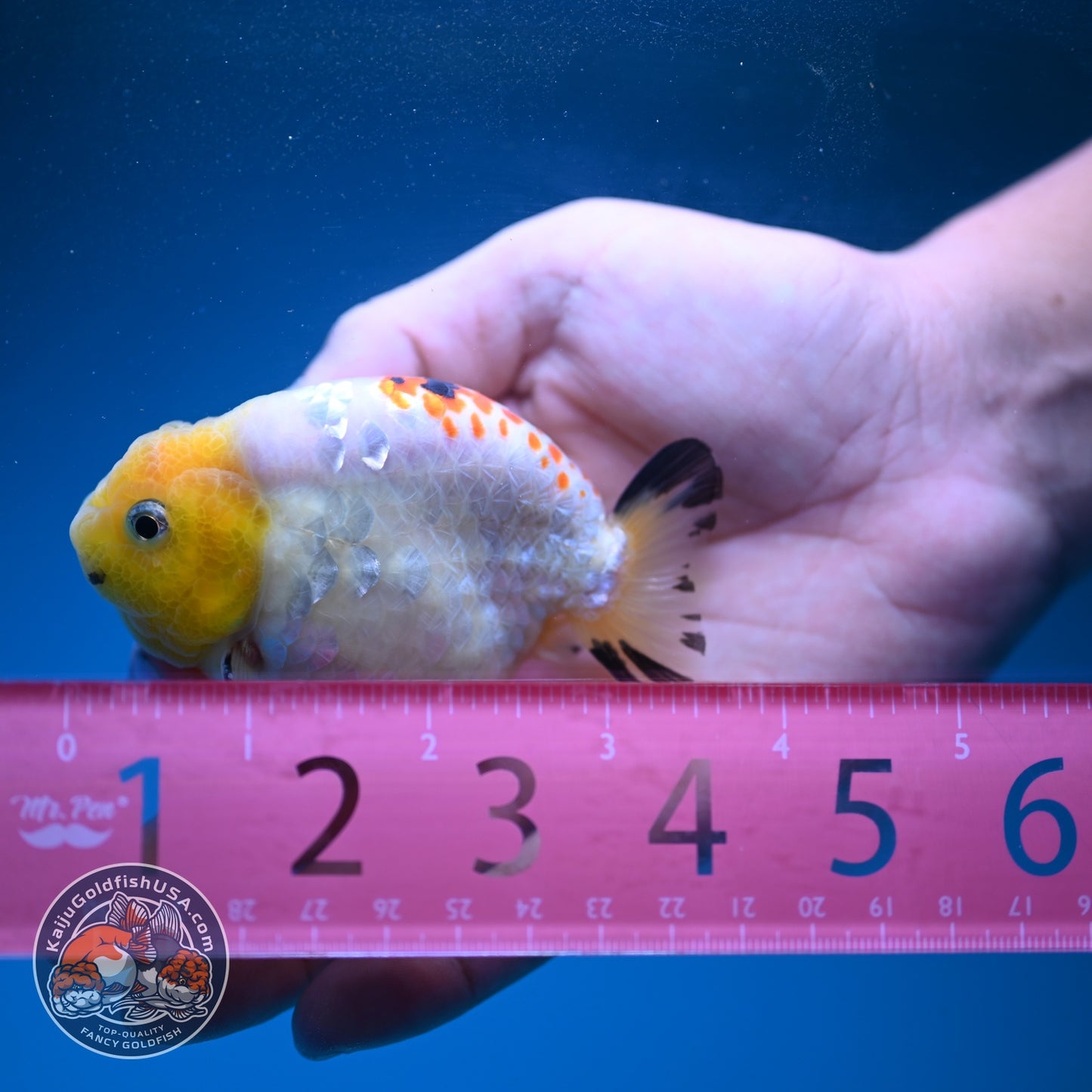 Tricolor Ranchu 3 inch Body (260904_RC04)