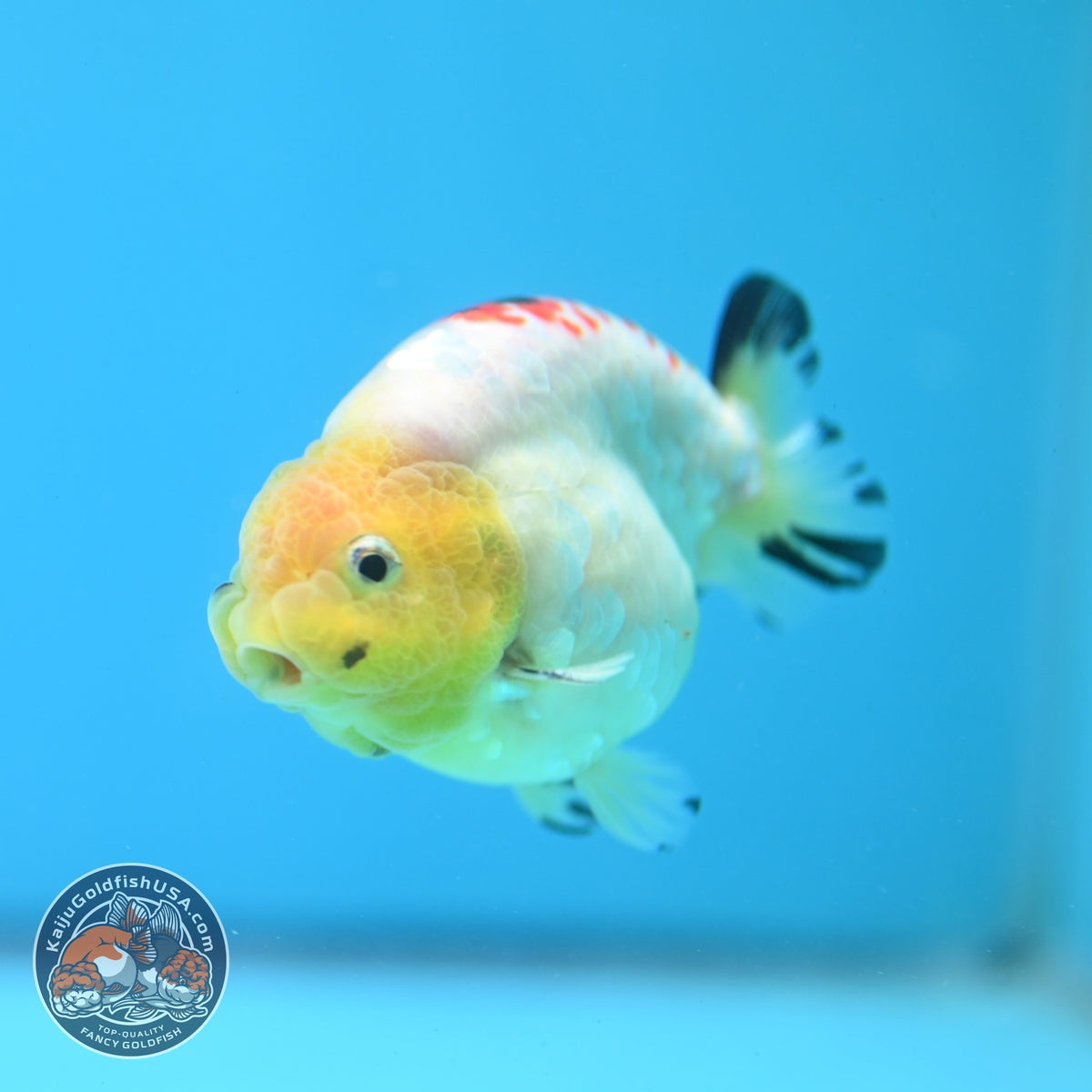 Tricolor Ranchu 3 inch Body (260904_RC04)