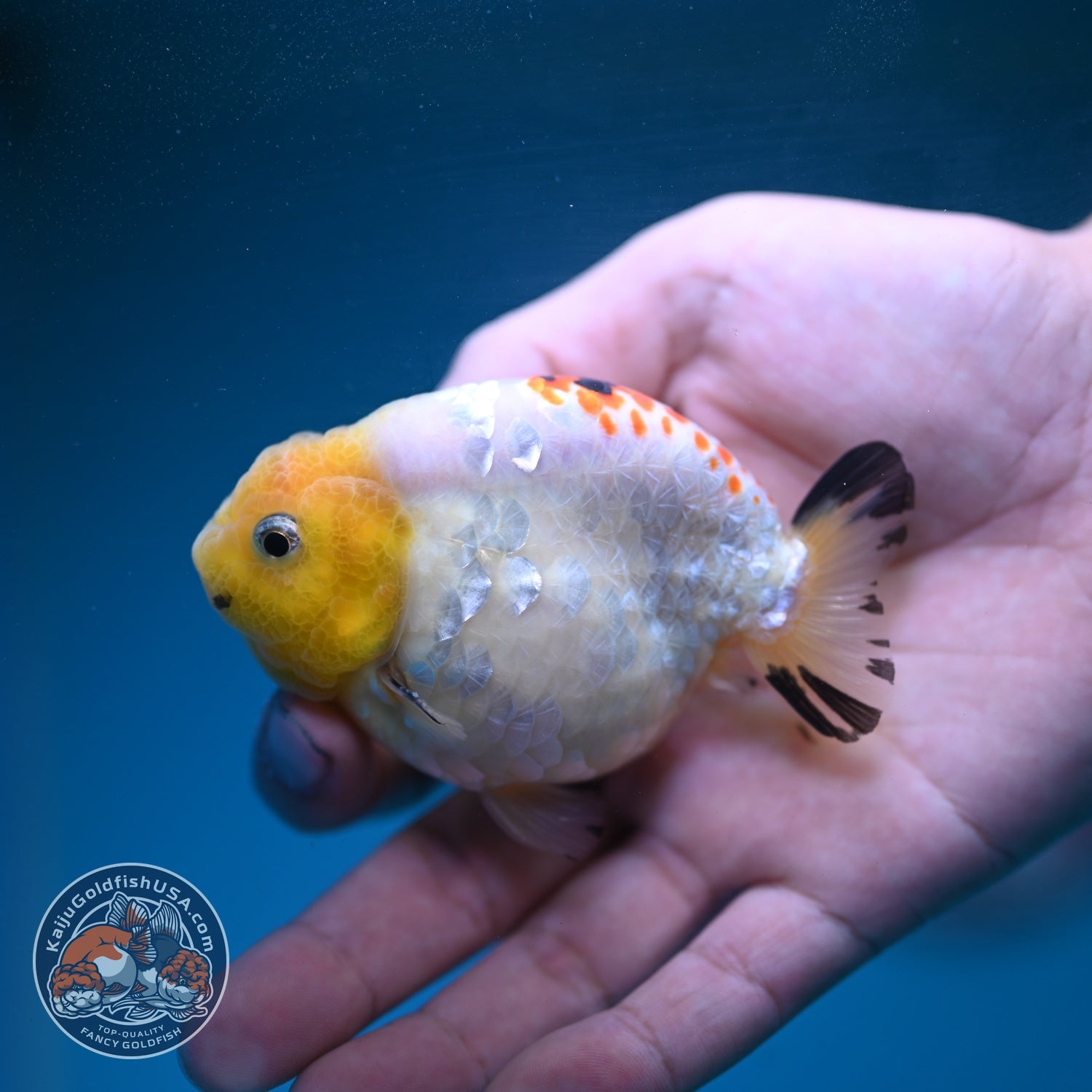 Tricolor Ranchu 3 inch Body (260904_RC04)