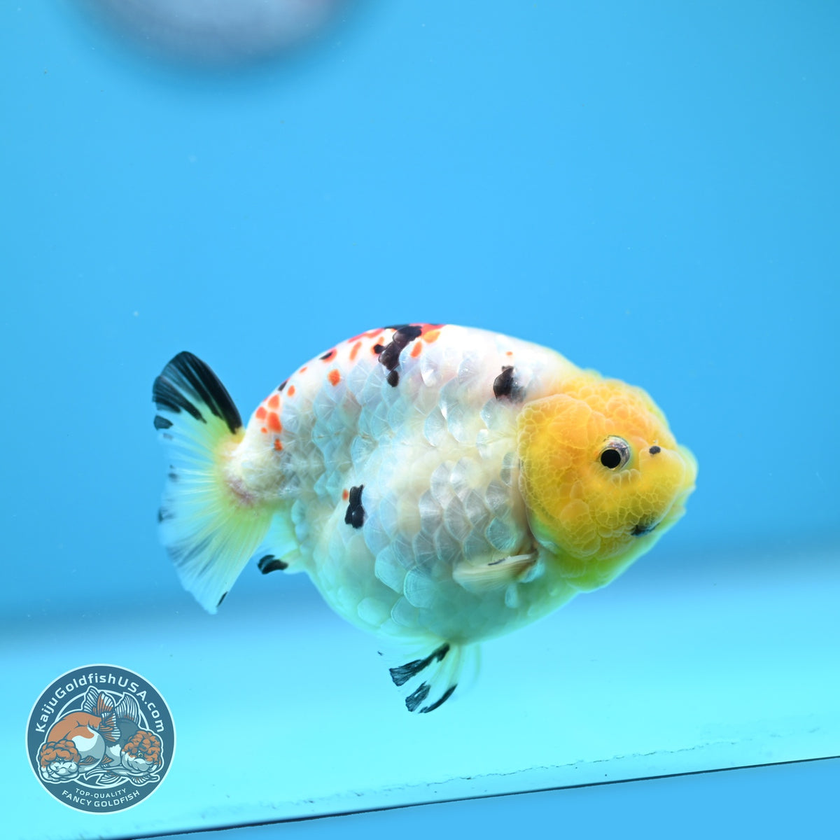 Tricolor Ranchu 3 inch Body (260904_RC04)