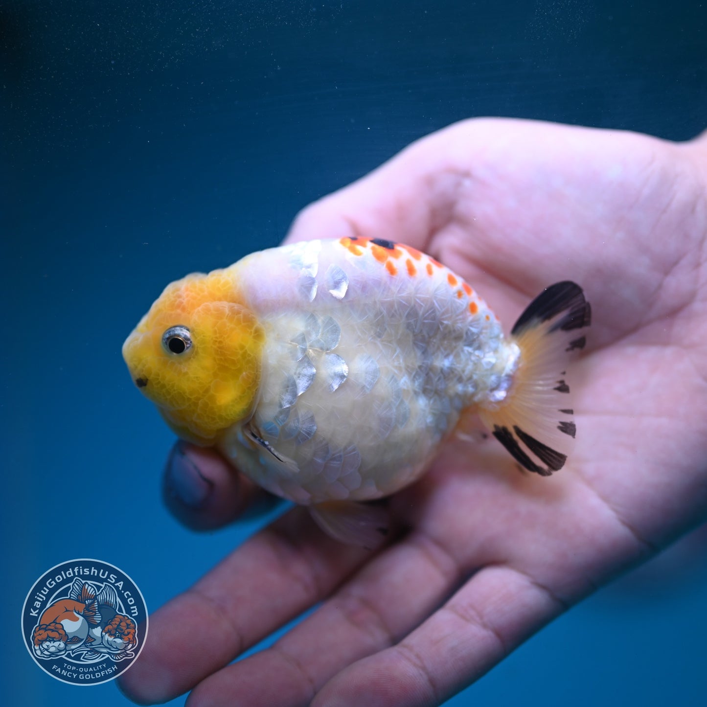 Tricolor Ranchu 3 inch Body (260904_RC04)