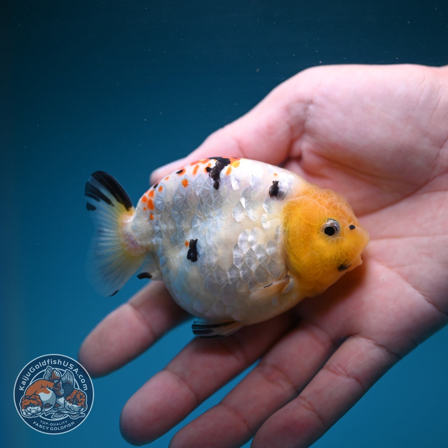 Tricolor Ranchu 3 inch Body (260904_RC04)