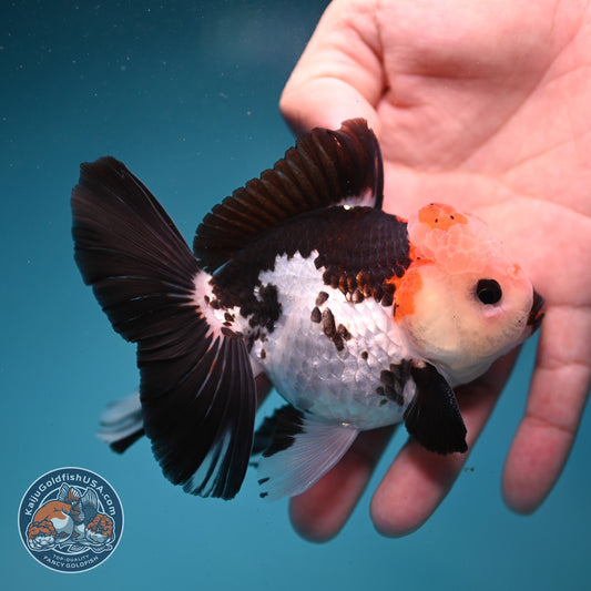 Tricolor Roase Tail Oranda 3 inch Body (260821_OR09)