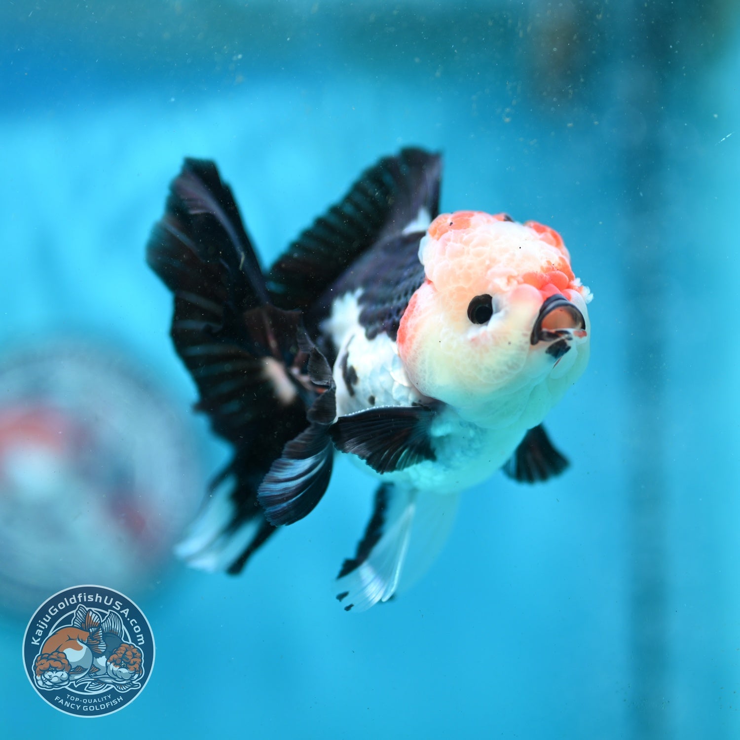 Tricolor Roase Tail Oranda 3 inch Body (260821_OR09)