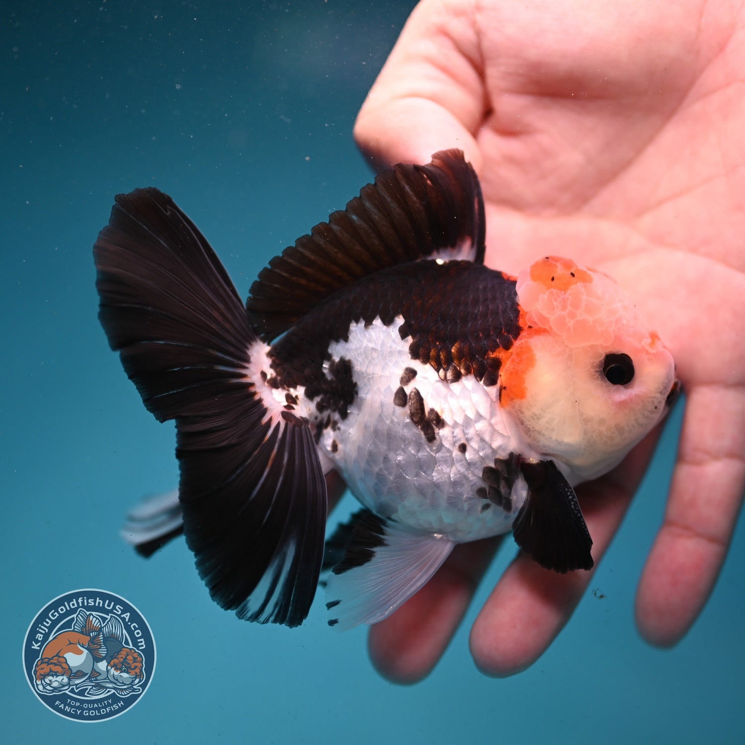 Tricolor Roase Tail Oranda 3 inch Body (260821_OR09)