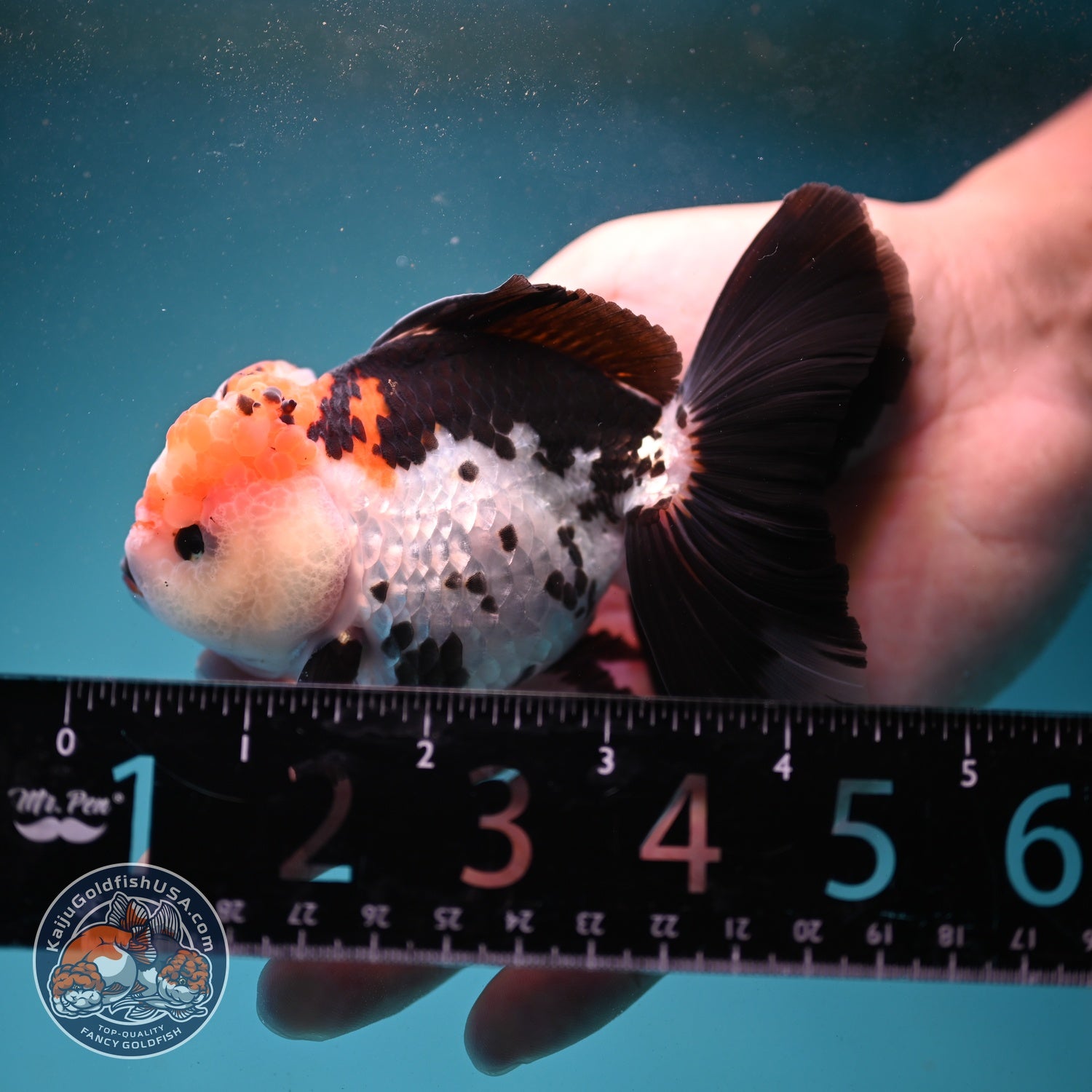 Tricolor Roase Tail Oranda 3 inch Body (260821_OR09)