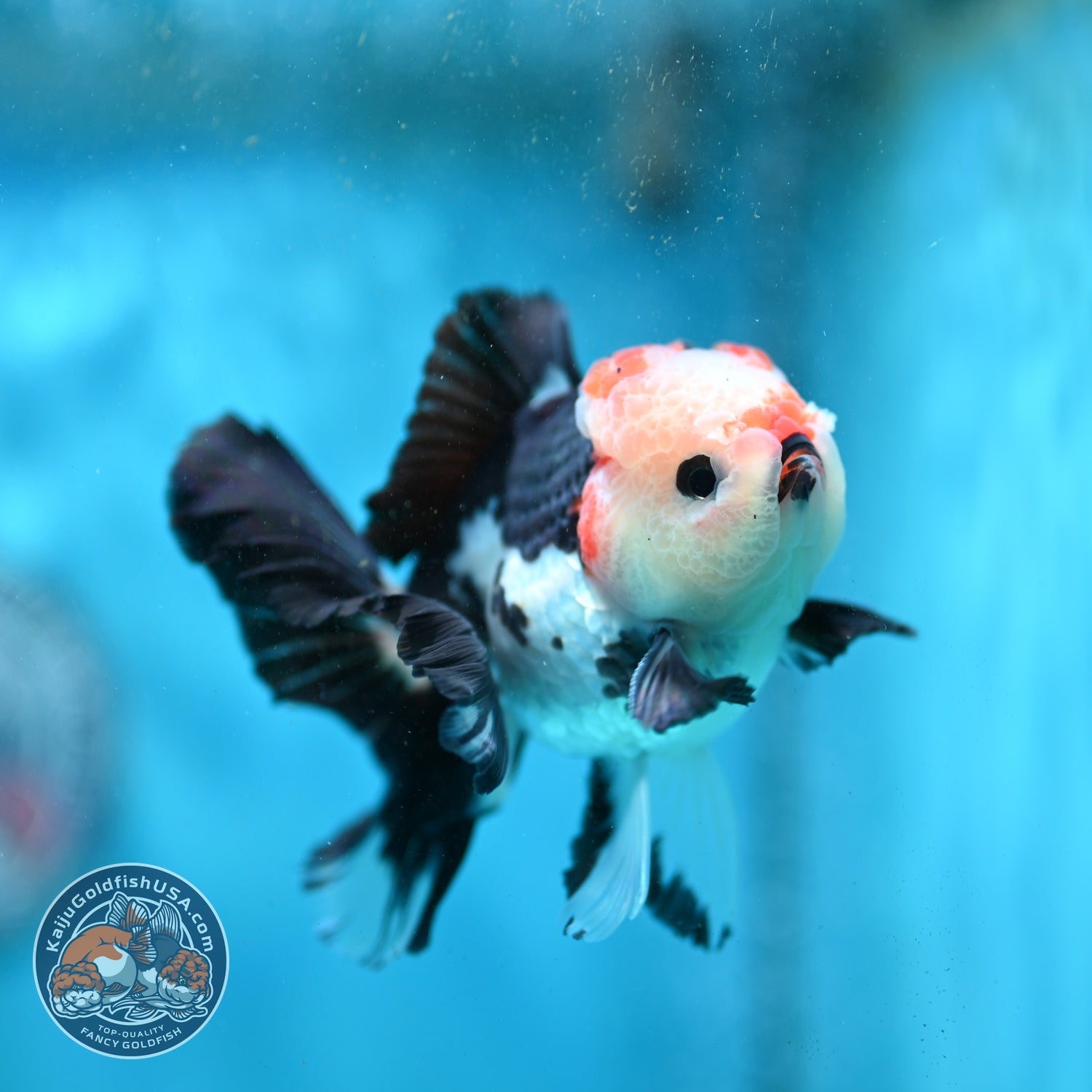 Tricolor Roase Tail Oranda 3 inch Body (260821_OR09)