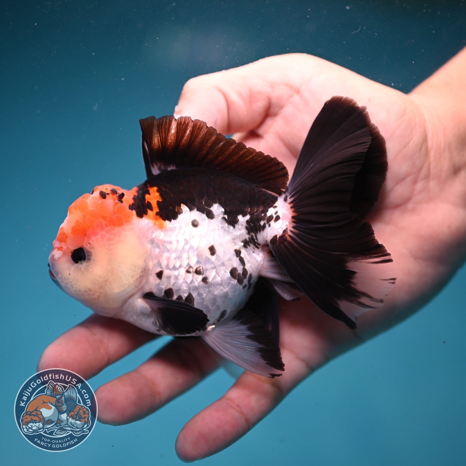 Tricolor Roase Tail Oranda 3 inch Body (260821_OR09)