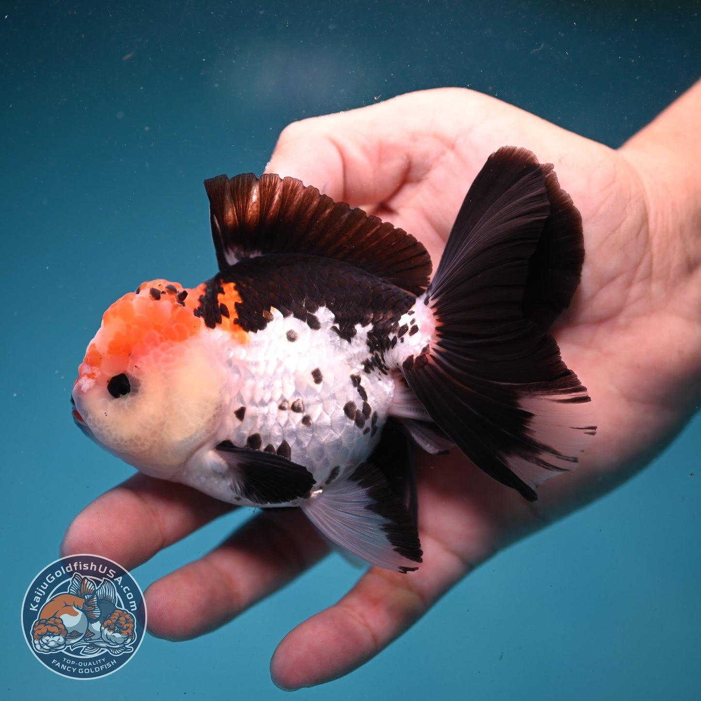 Tricolor Roase Tail Oranda 3 inch Body (260821_OR09)