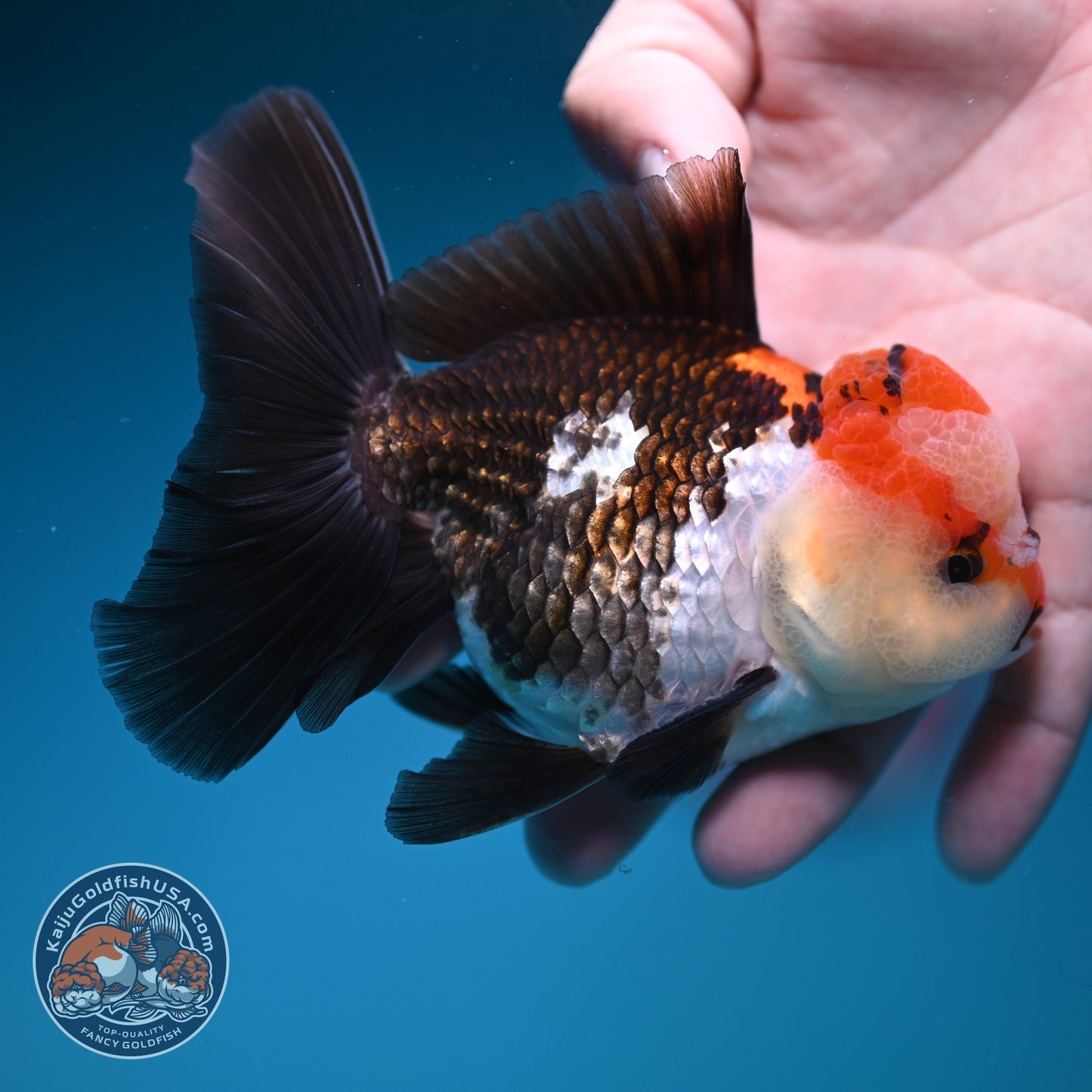 Tricolor Rose Tail Oranda 3.8 inch Body (260828_OR07)