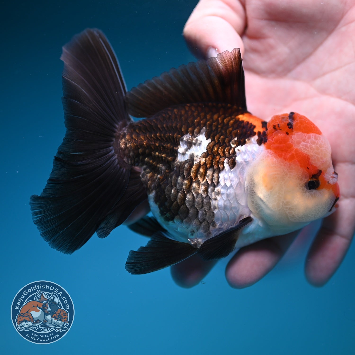 Tricolor Rose Tail Oranda 3.8 inch Body (260828_OR07)