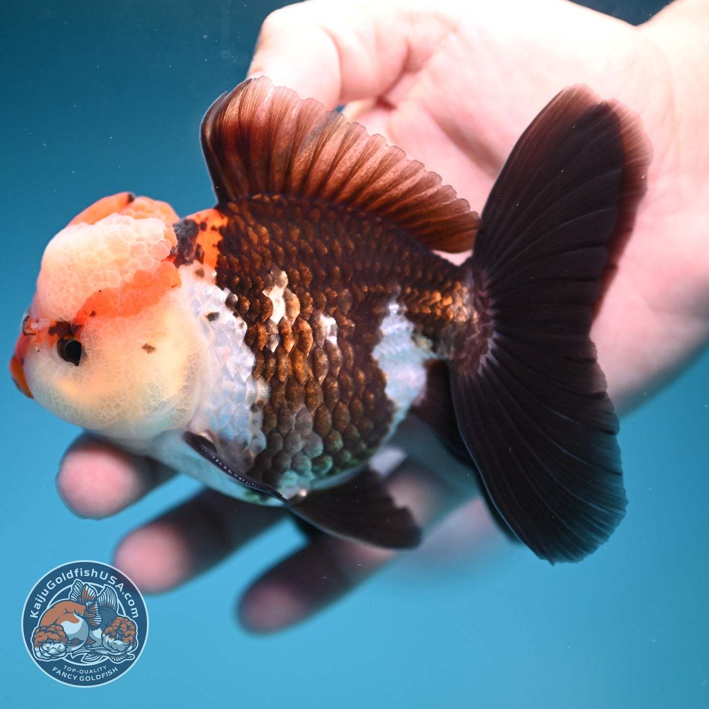 Tricolor Rose Tail Oranda 3.8 inch Body (260828_OR07)