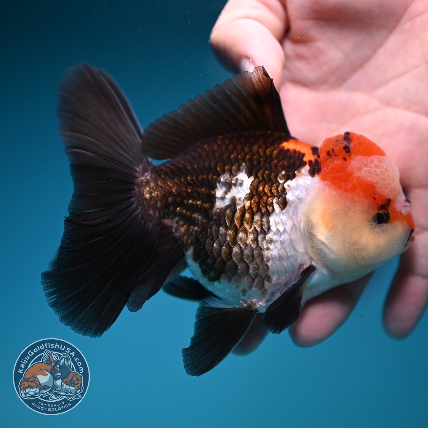 Tricolor Rose Tail Oranda 3.8 inch Body (260828_OR07)