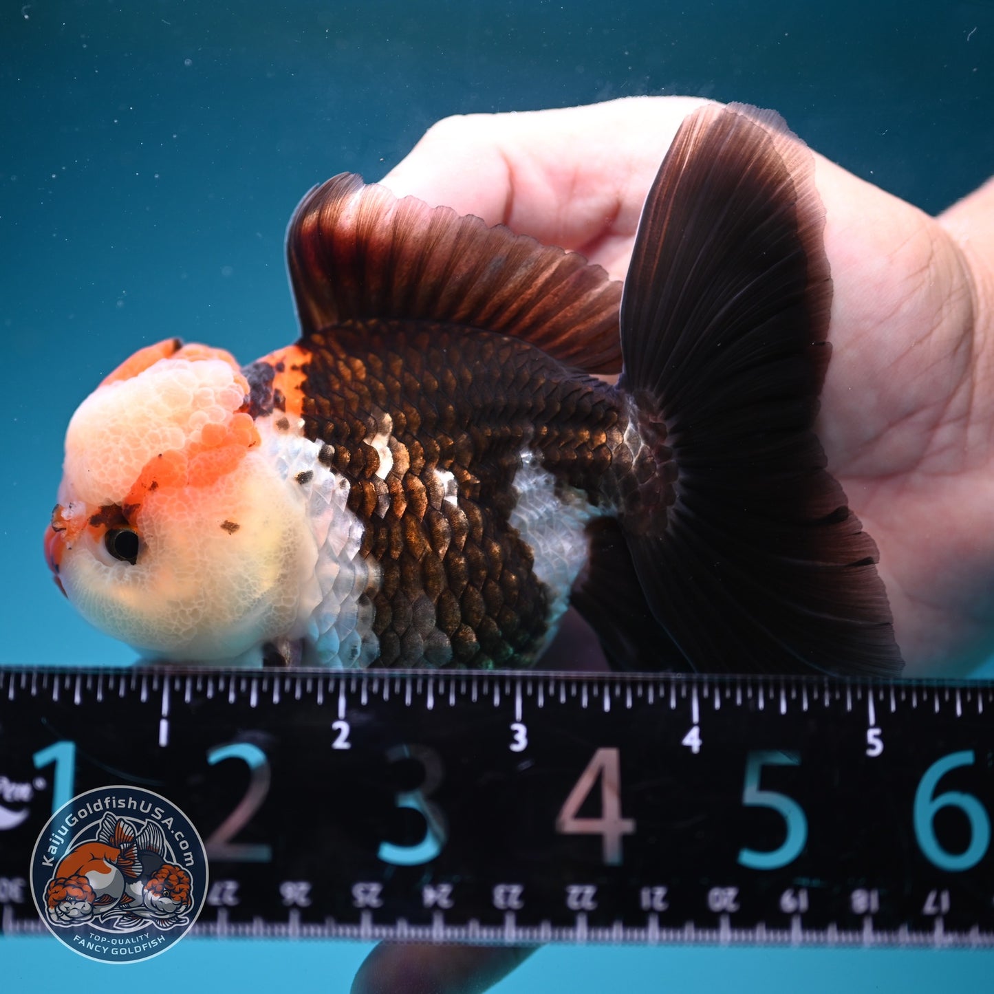 Tricolor Rose Tail Oranda 3.8 inch Body (260828_OR07)