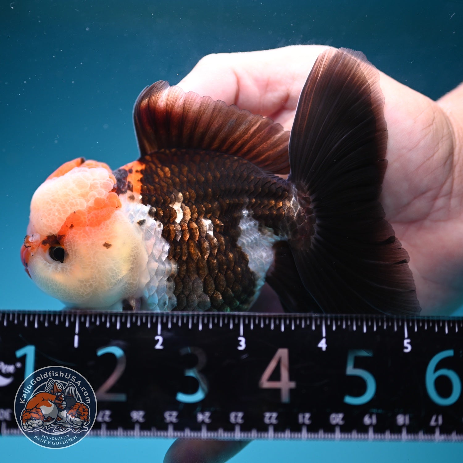 Tricolor Rose Tail Oranda 3.8 inch Body (260828_OR07)