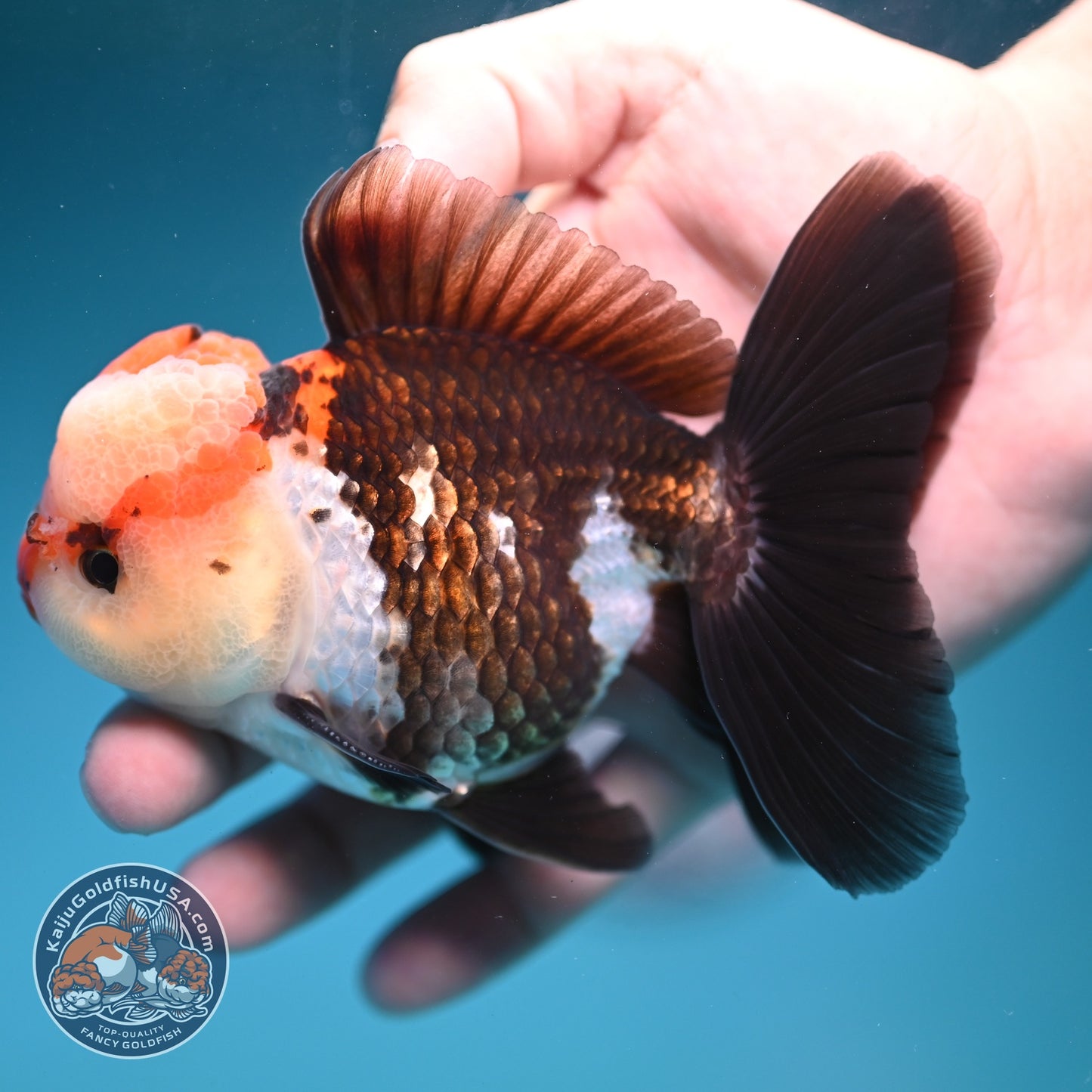 Tricolor Rose Tail Oranda 3.8 inch Body (260828_OR07)