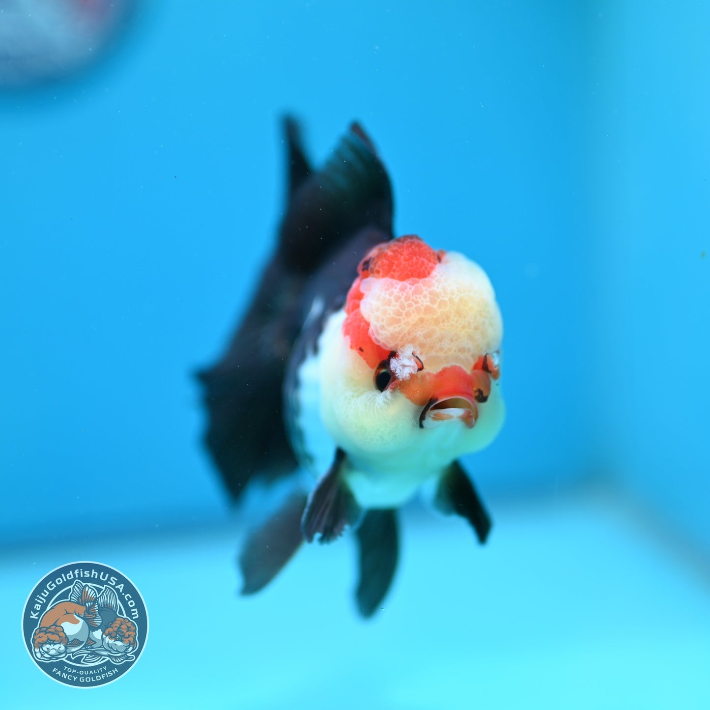 Tricolor Rose Tail Oranda 3.8 inch Body (260828_OR07)
