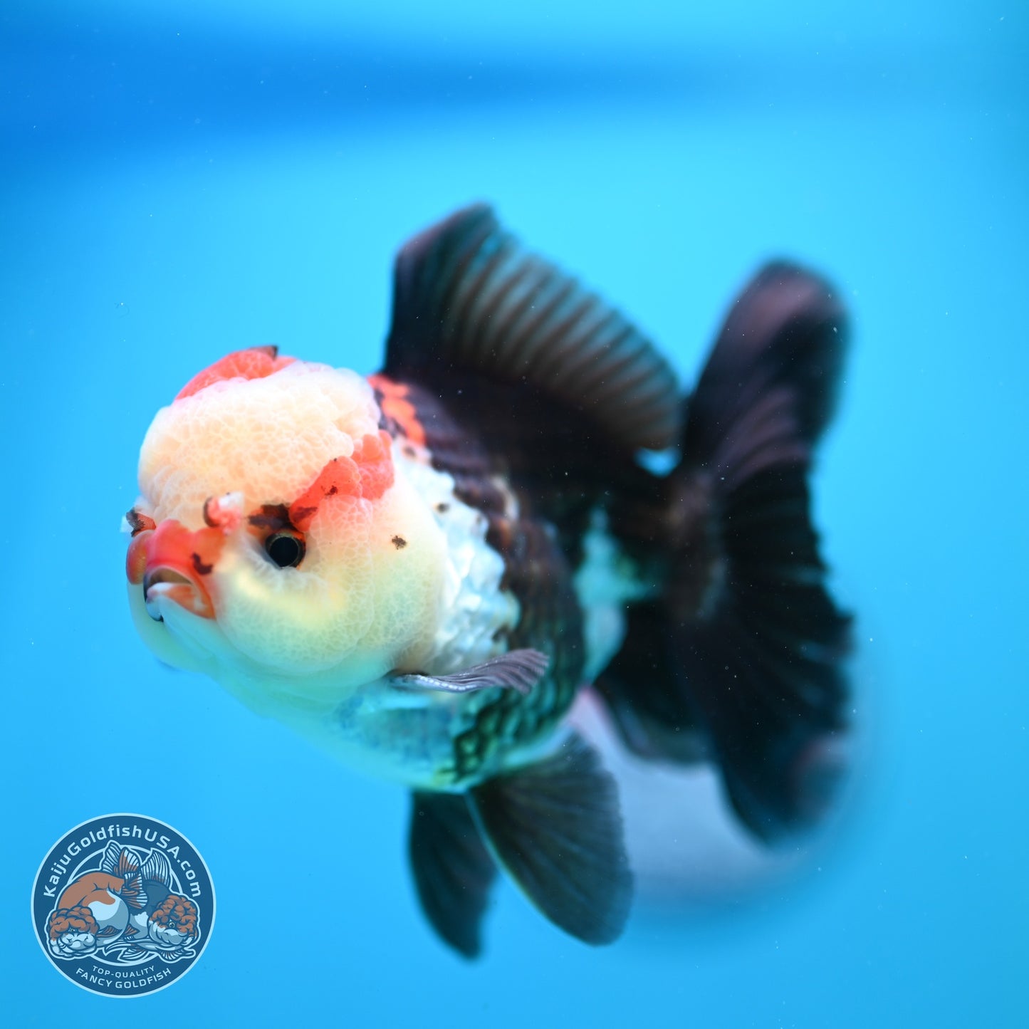 Tricolor Rose Tail Oranda 3.8 inch Body (260828_OR07)