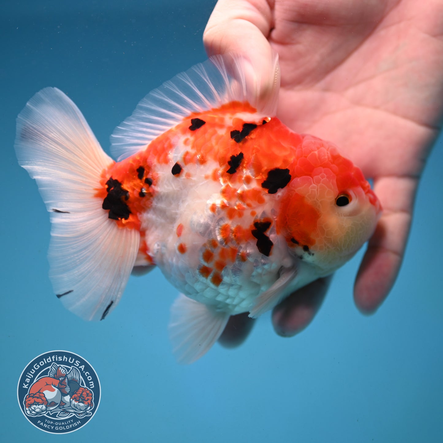 Tricolor Rose Tail Oranda 4 inch Body (251121_OR09)