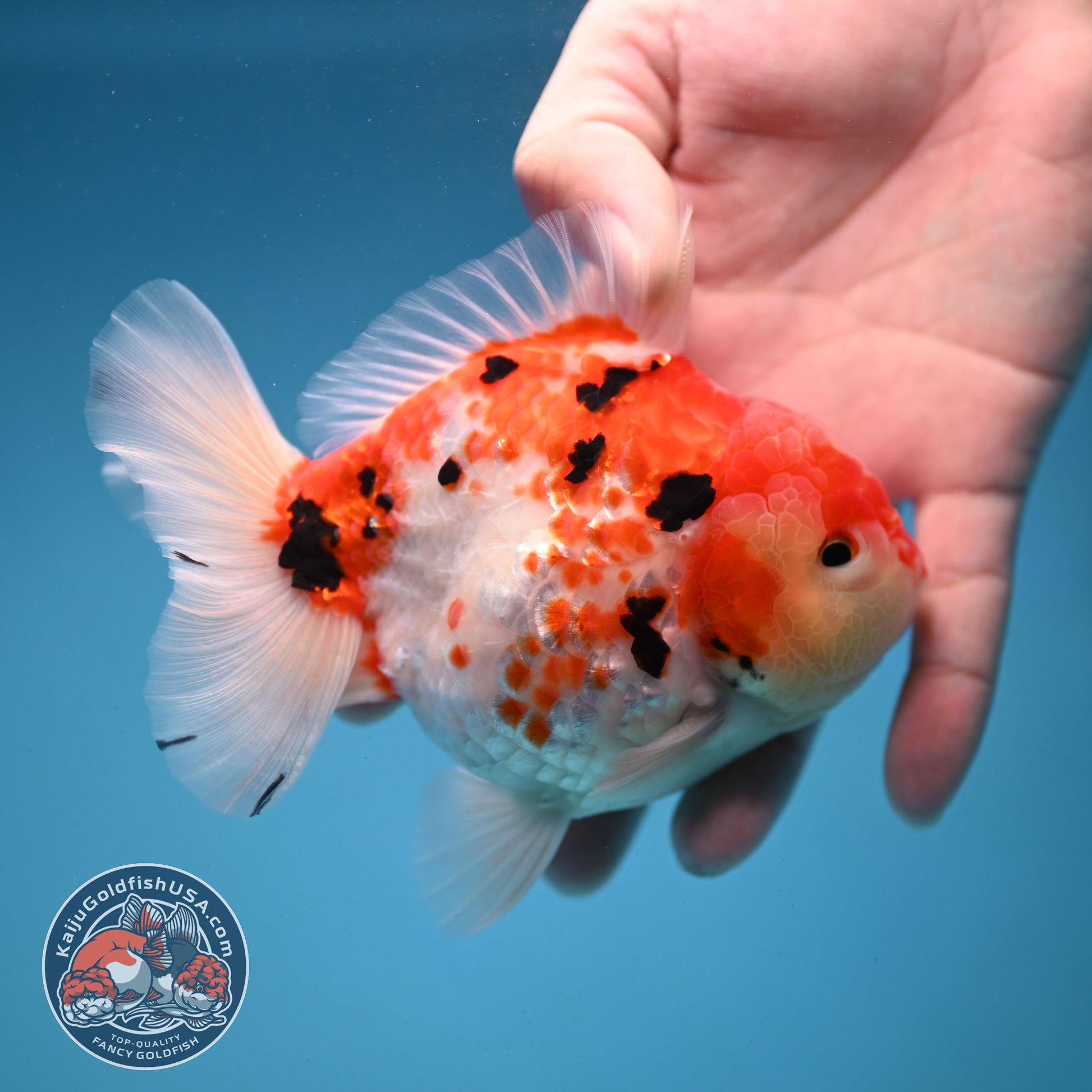 Tricolor Rose Tail Oranda 4 inch Body (251121_OR09)