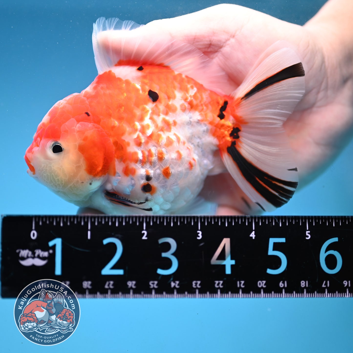 Tricolor Rose Tail Oranda 4 inch Body (251121_OR09)