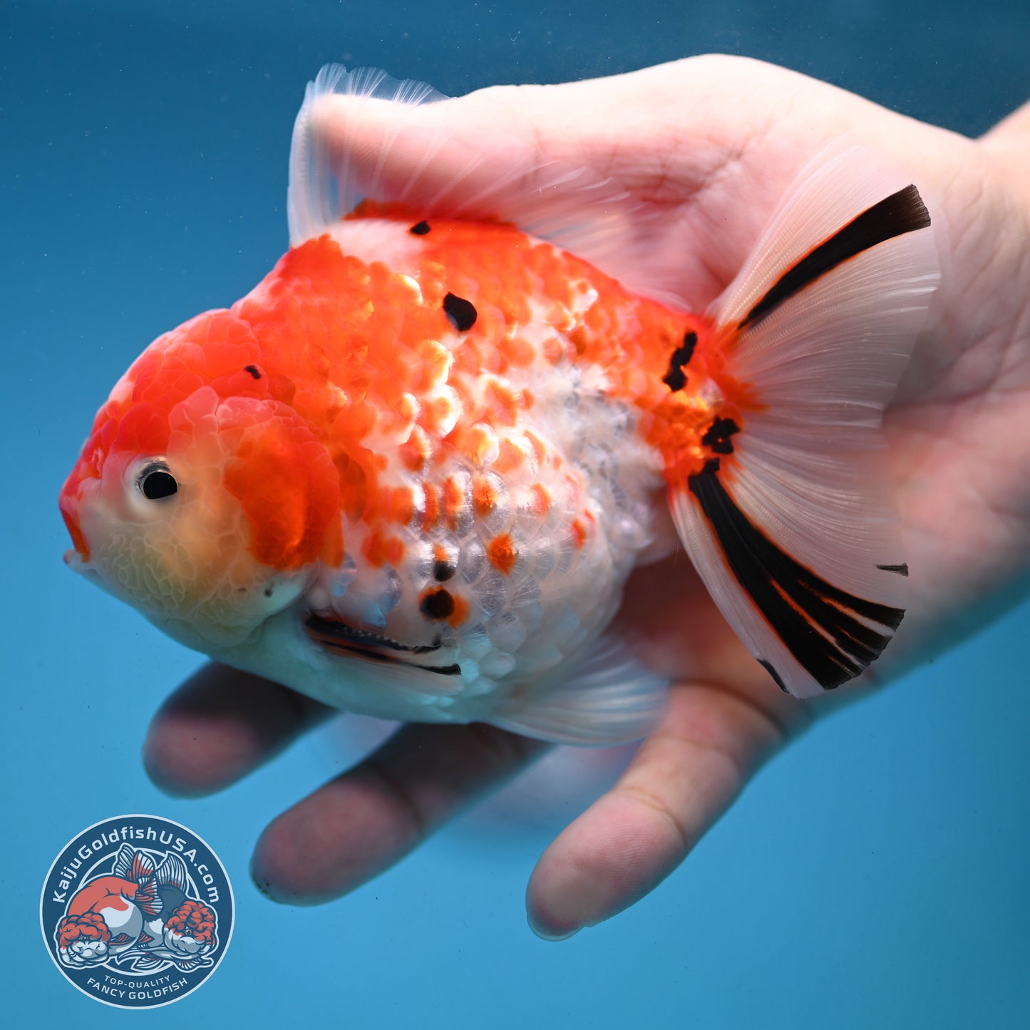 Tricolor Rose Tail Oranda 4 inch Body (251121_OR09)