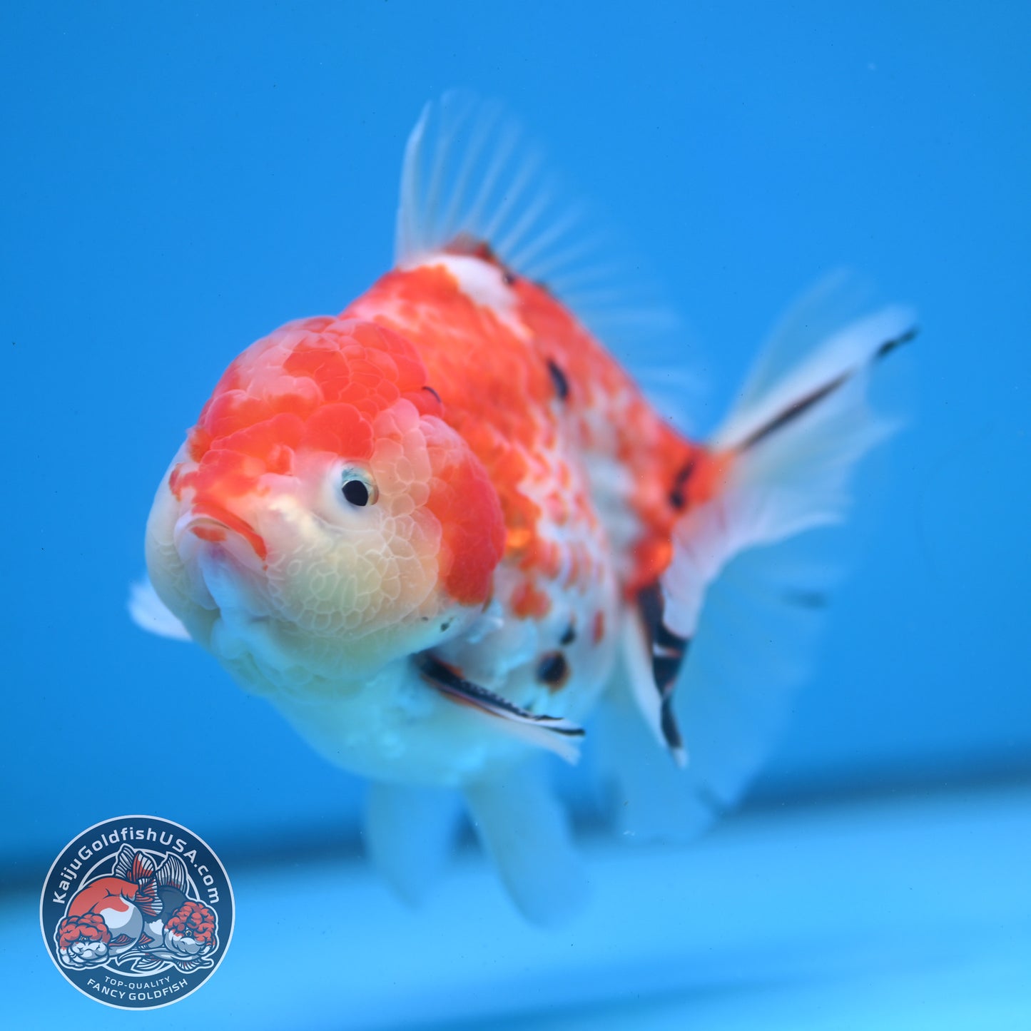 Tricolor Rose Tail Oranda 4 inch Body (251121_OR09)