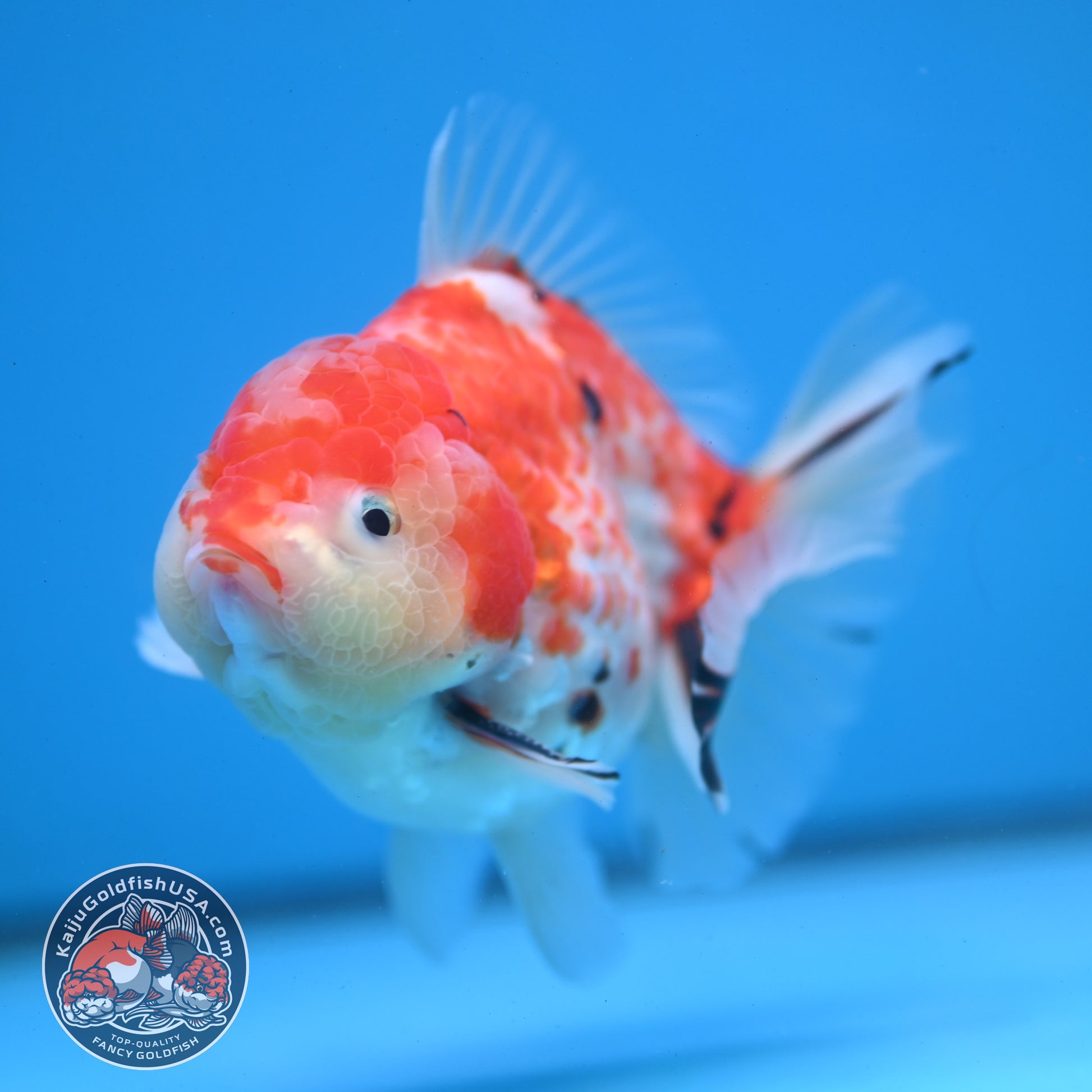 Tricolor Rose Tail Oranda 4 inch Body (251121_OR09)