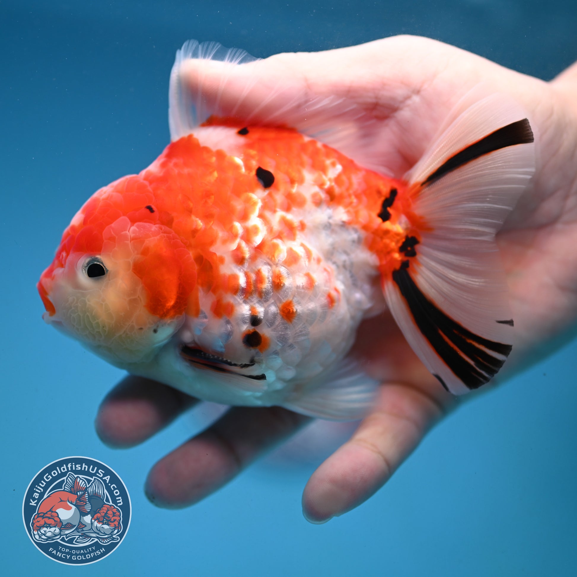 Tricolor Rose Tail Oranda 4 inch Body (251121_OR09)