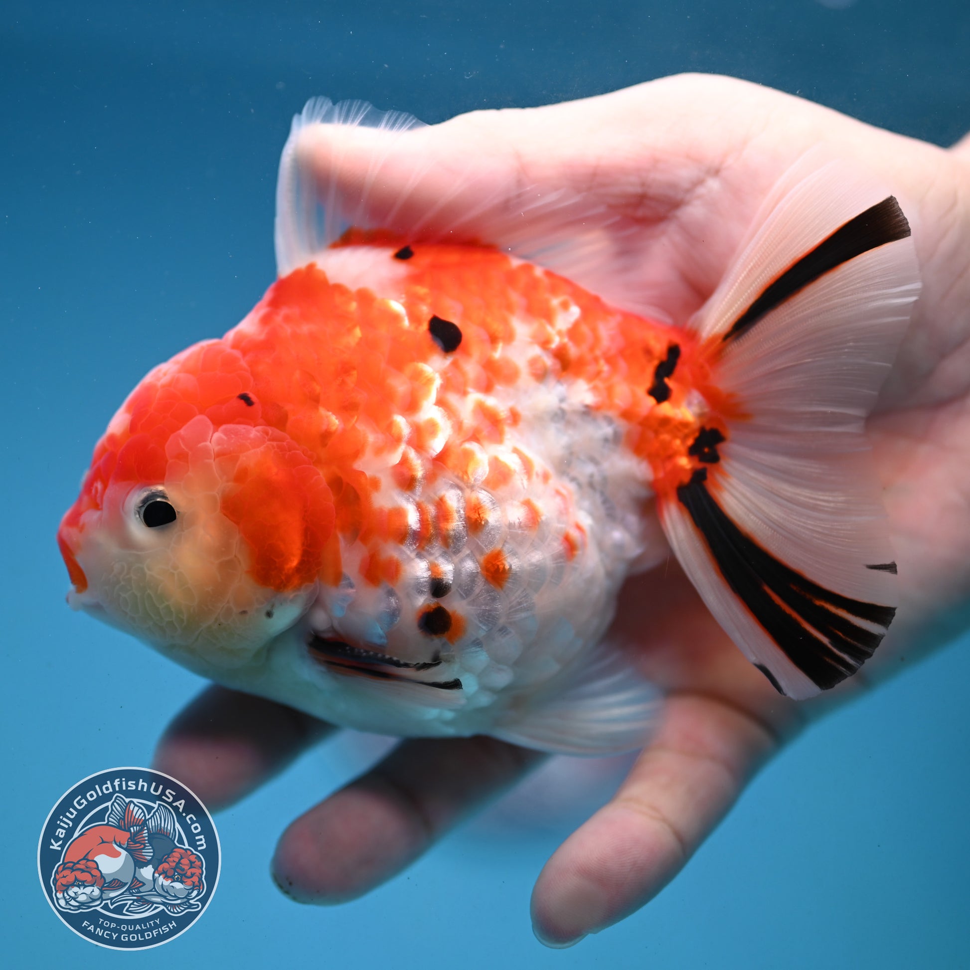 Tricolor Rose Tail Oranda 4 inch Body (251121_OR09)