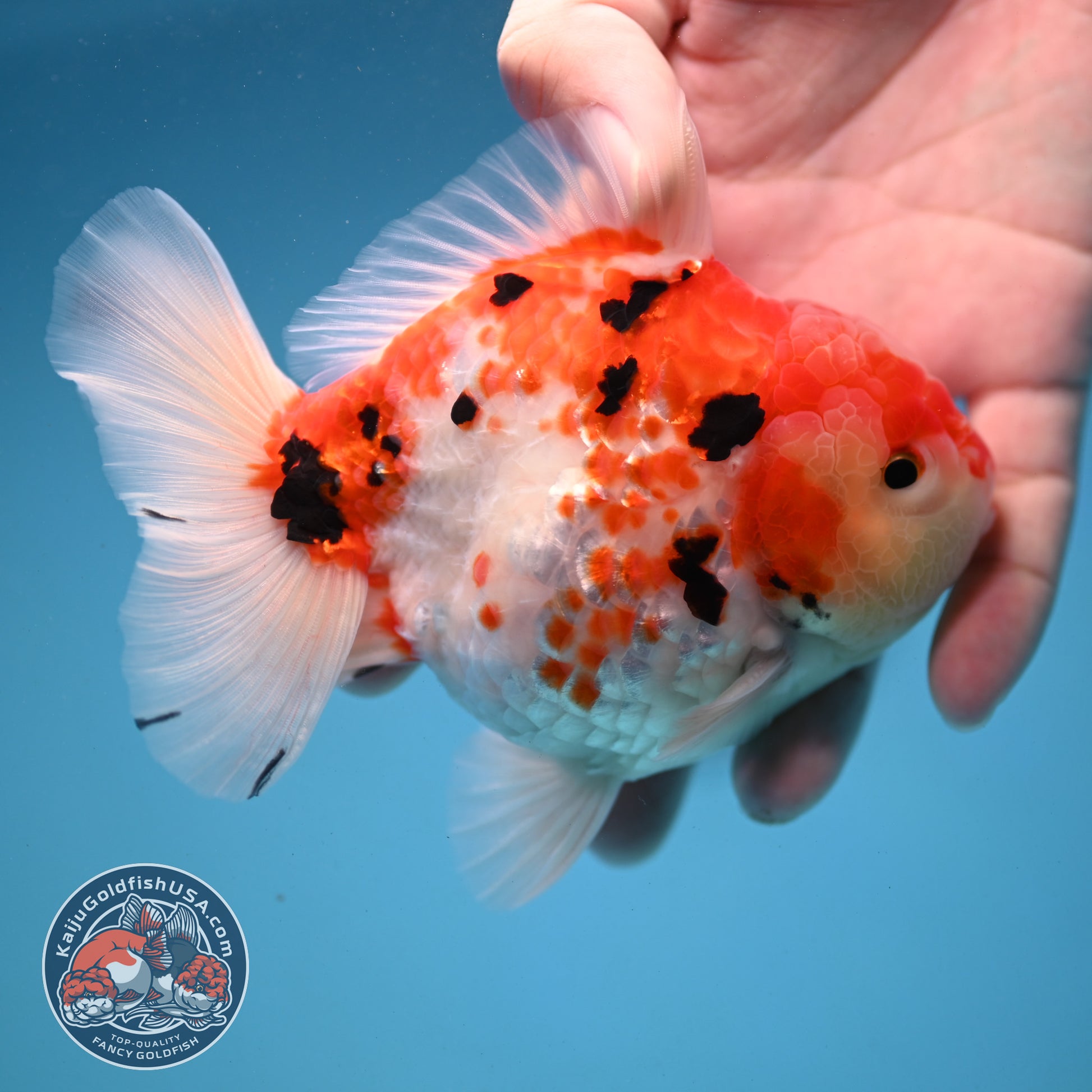 Tricolor Rose Tail Oranda 4 inch Body (251121_OR09)