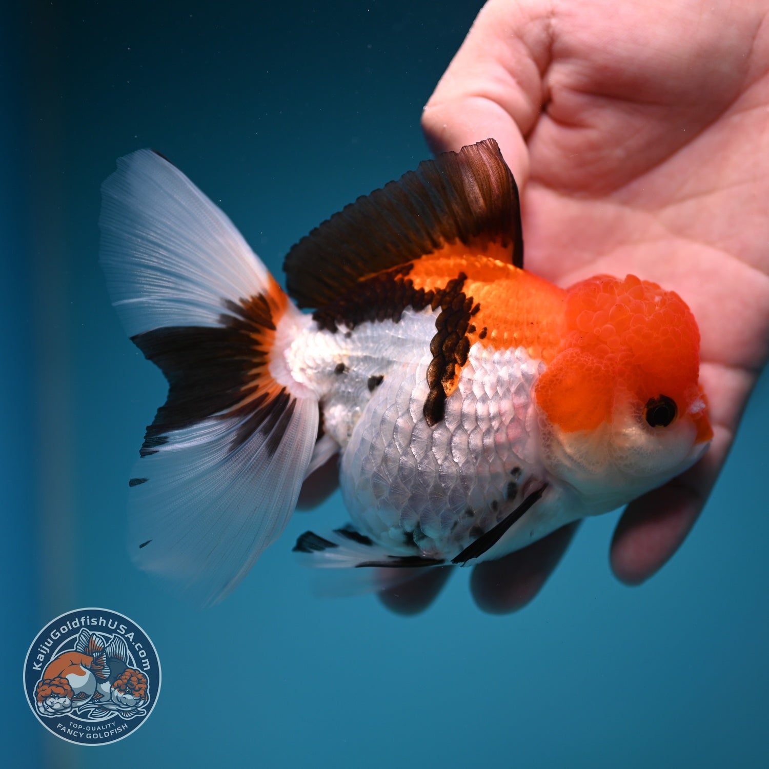 Tricolor Rose Tail Oranda 4 inch Body (260828_OR12)