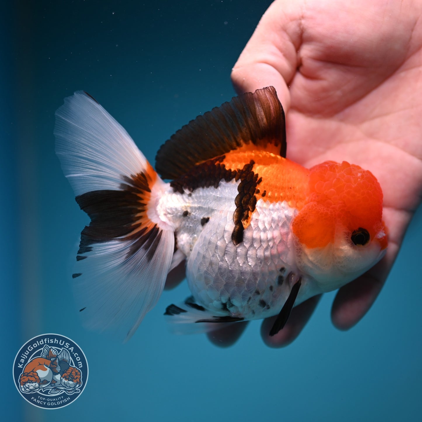 Tricolor Rose Tail Oranda 4 inch Body (260828_OR12)