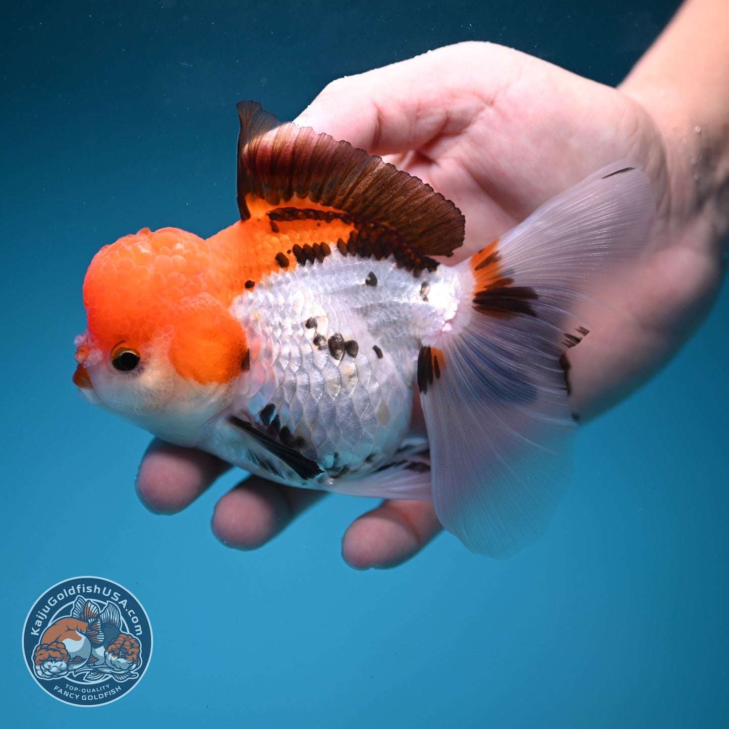 Tricolor Rose Tail Oranda 4 inch Body (260828_OR12)