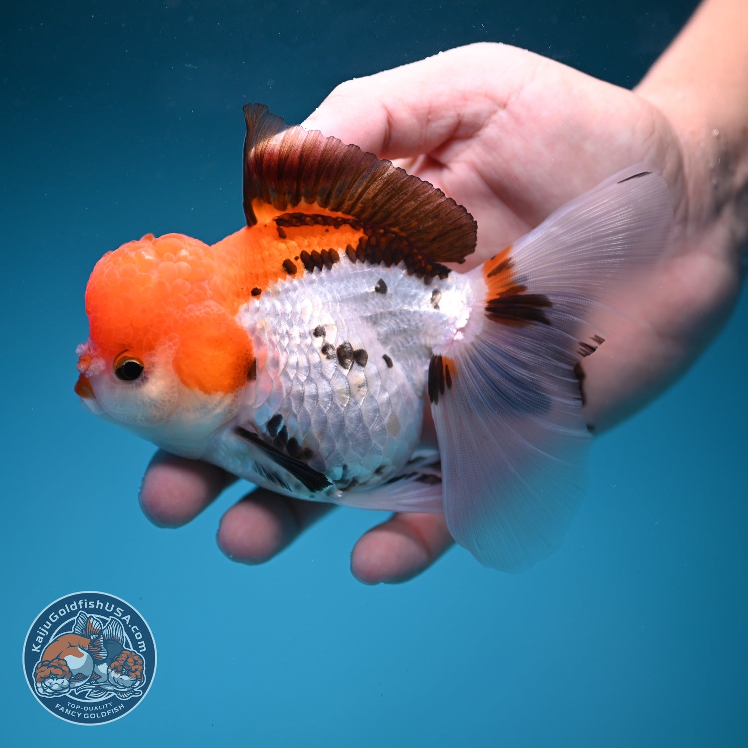 Tricolor Rose Tail Oranda 4 inch Body (260828_OR12)