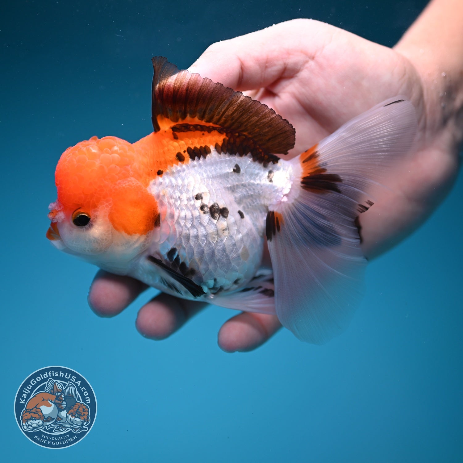 Tricolor Rose Tail Oranda 4 inch Body (260828_OR12)