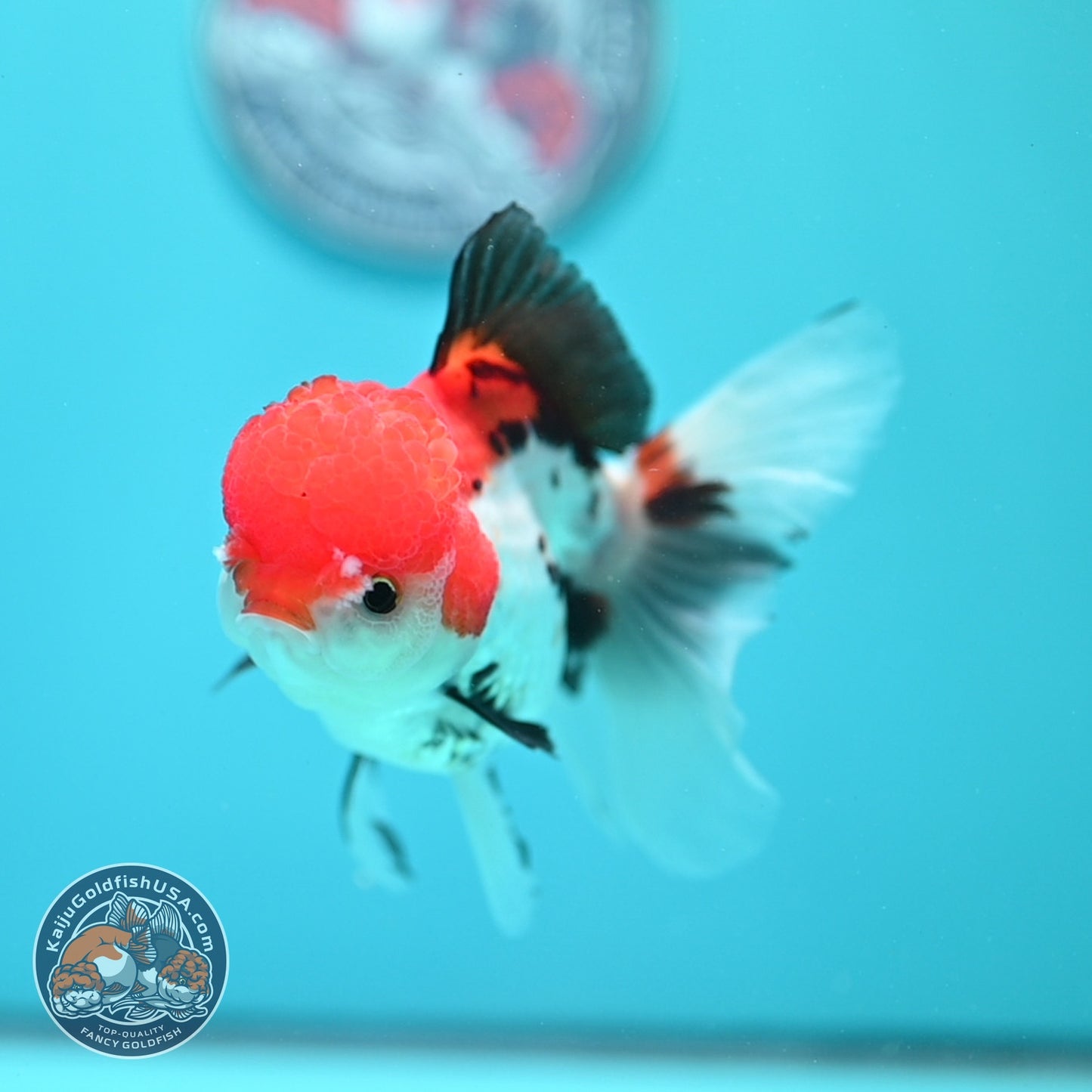 Tricolor Rose Tail Oranda 4 inch Body (260828_OR12)