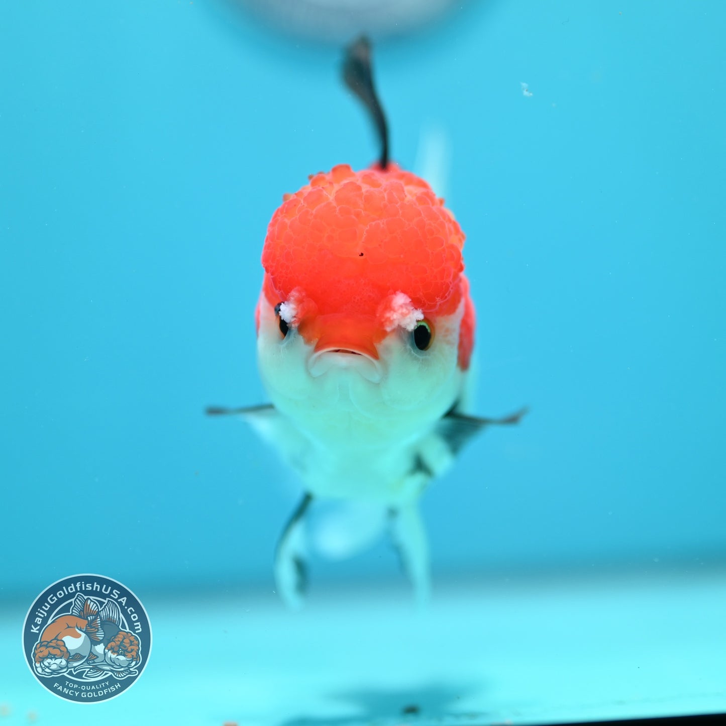 Tricolor Rose Tail Oranda 4 inch Body (260828_OR12)